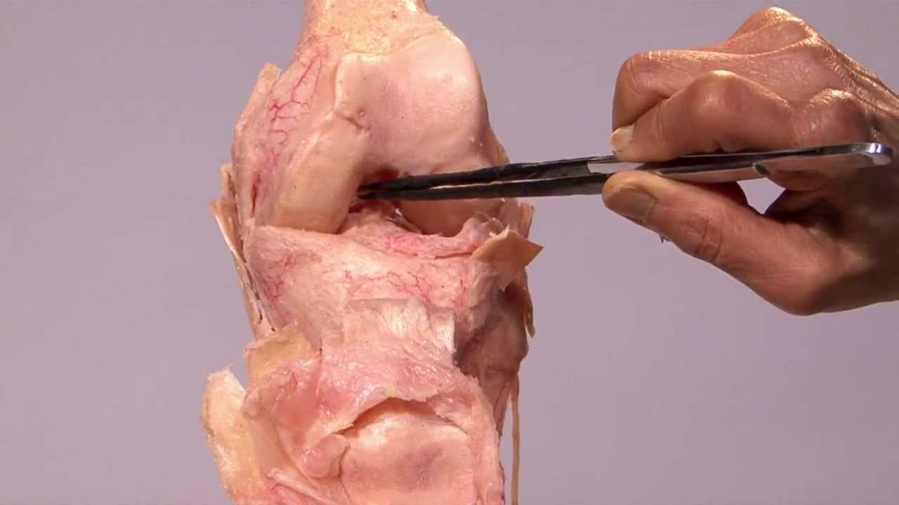 Anatomy Series, The Knee by Dr. Shakti Chandra