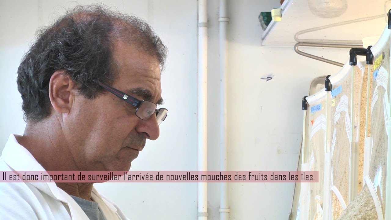 Une étude sur les mouches des fruits
