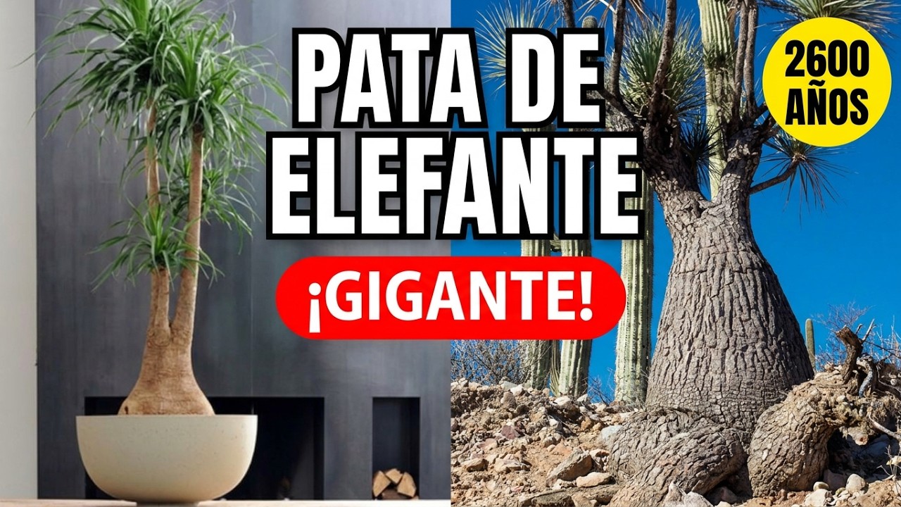 La Fascinante  PLANTA PATA DE ELEFANTE: Una Planta En PELIGRO DE EXTINCIÓN  🌳