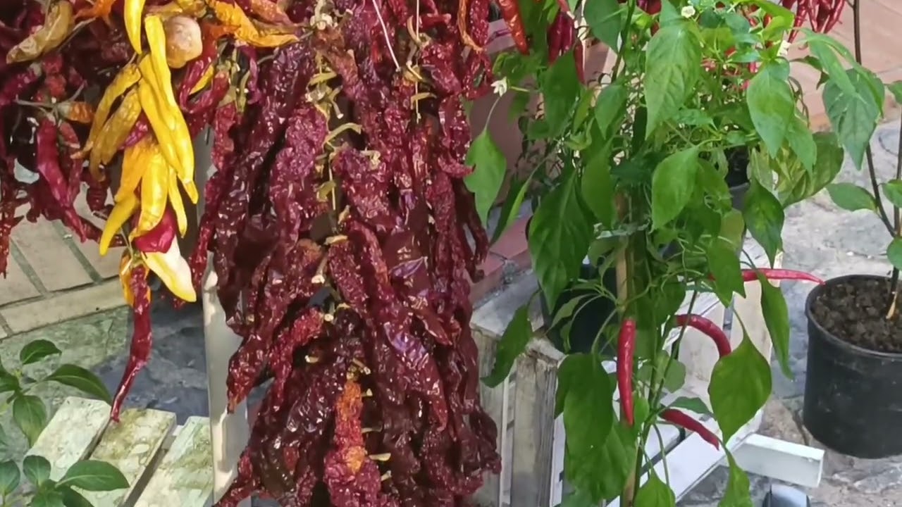 Il bilancio dell'estate a Scalea: bene il turismo, ma c'è chi si lamenta dei prezzi