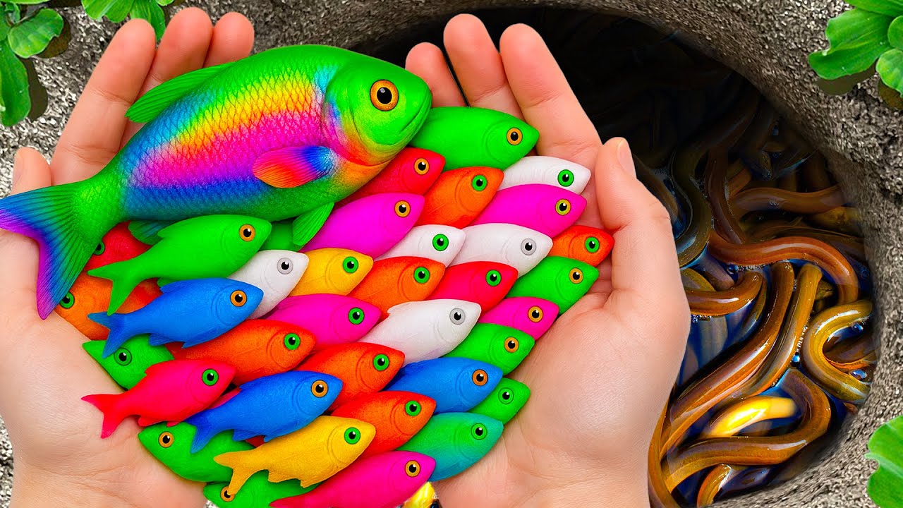 Catch Freshwater Aquarium Fish in Giant Colorful Egg, Betta Galaxy, Flowerhorn Cichlid, Dragon Loach