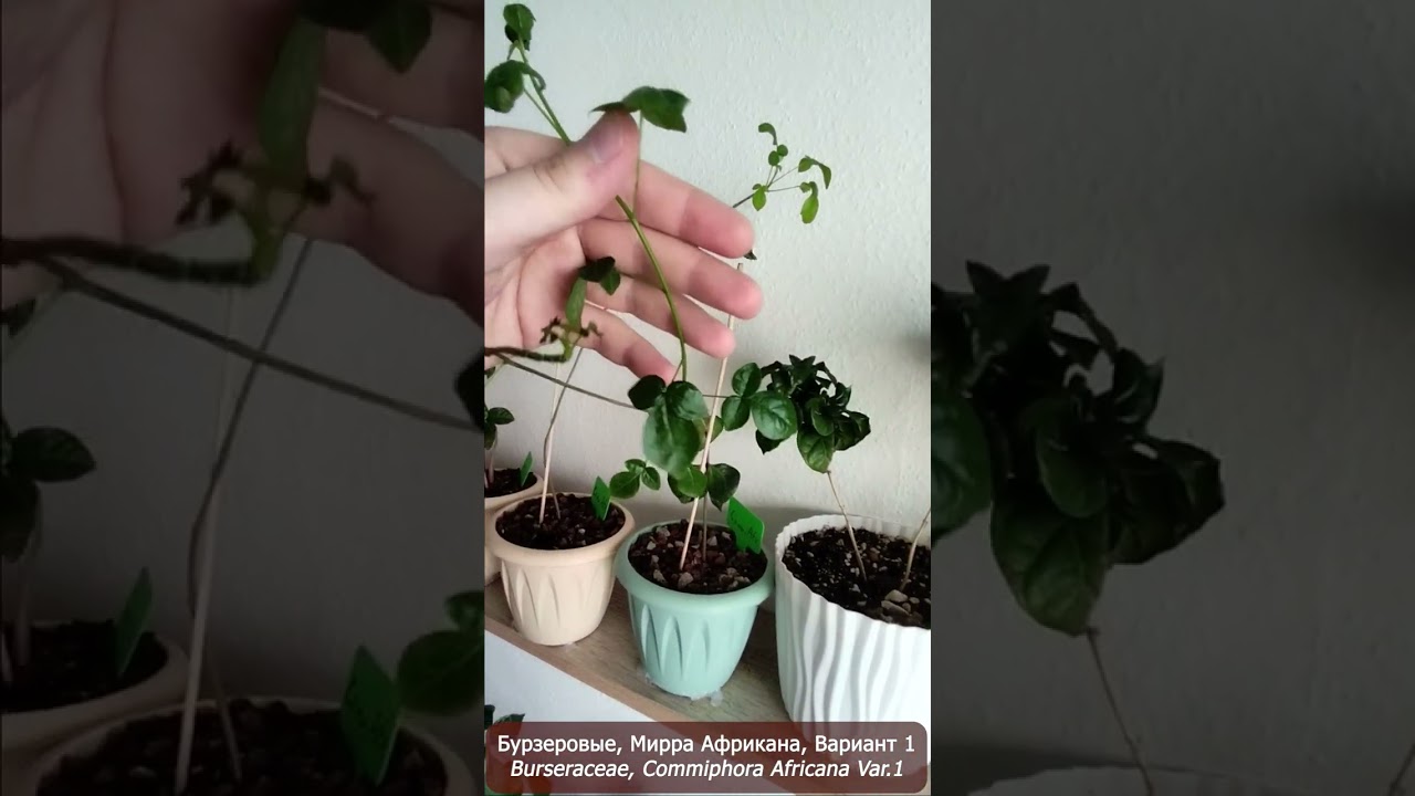 Семейство Бурзеровые: Коммифора, Босвеллия, Бурзера.