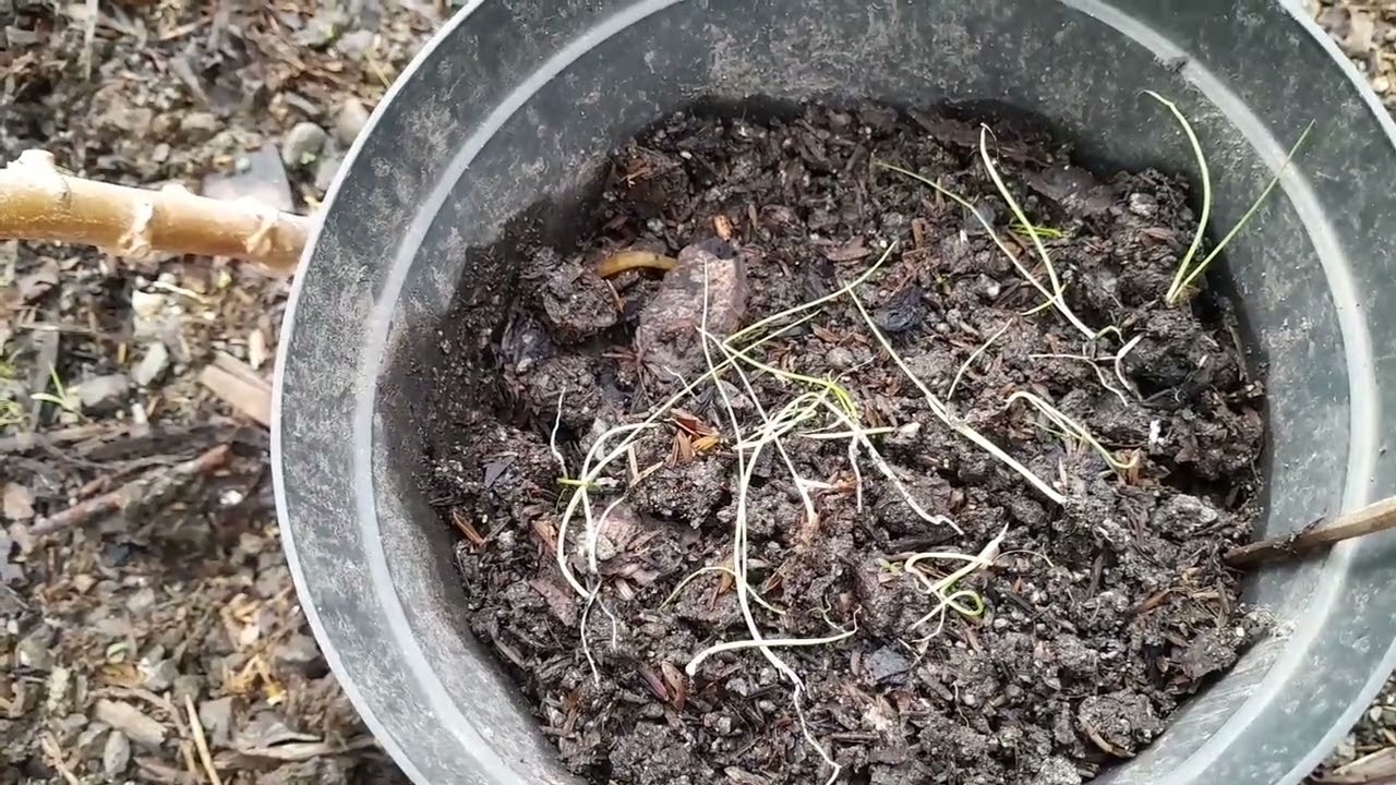 Red Onion, Tutubo kaya?