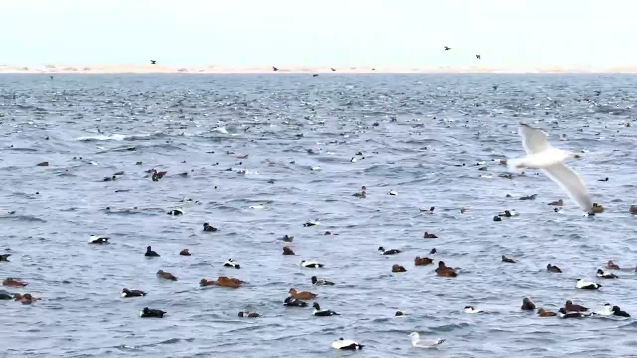 Common Eiders ~ Cape Cod ~ January 2026