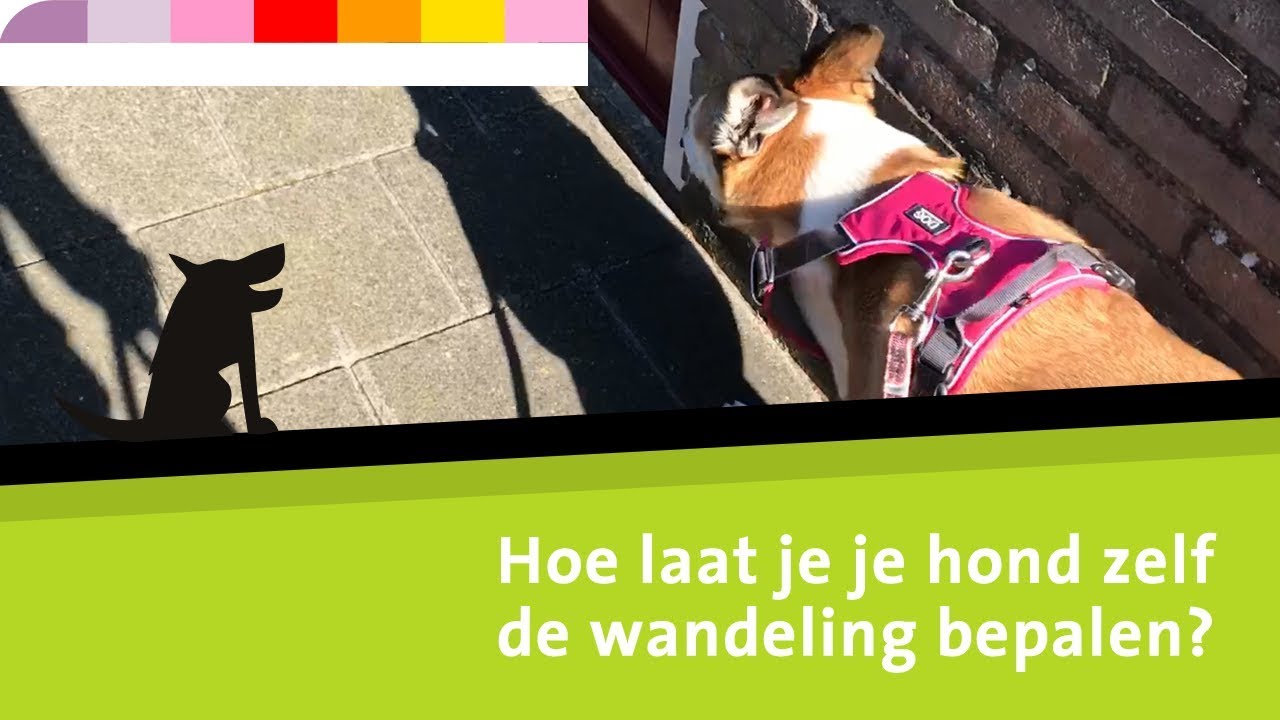 Hoe laat je je hond de wandeling bepalen?