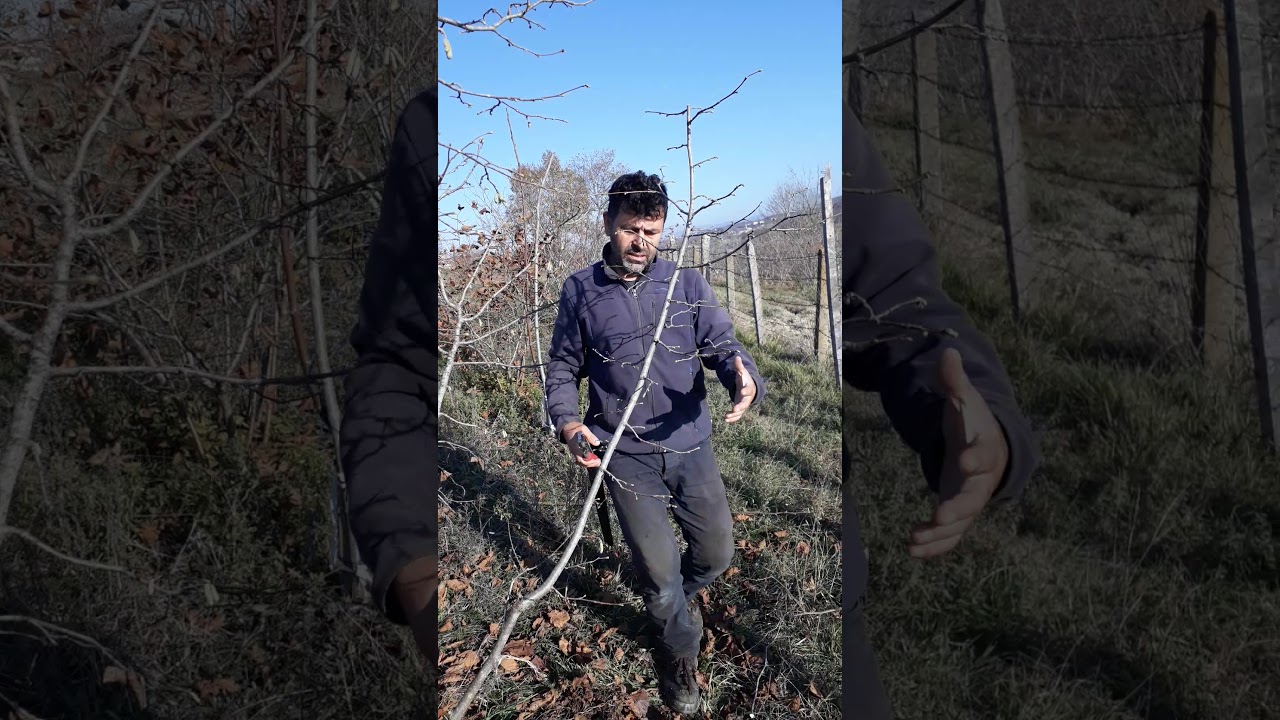 Fındık budama 4 yaş