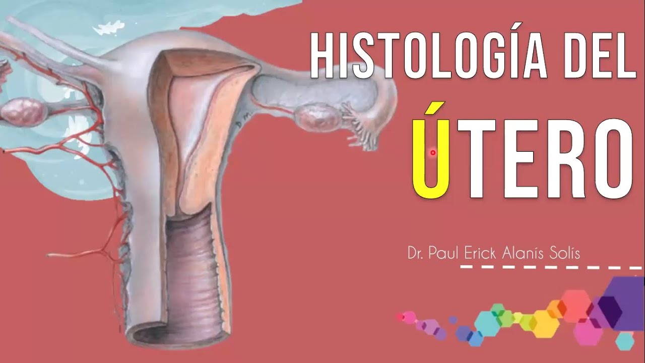 Histología avanzada del útero
