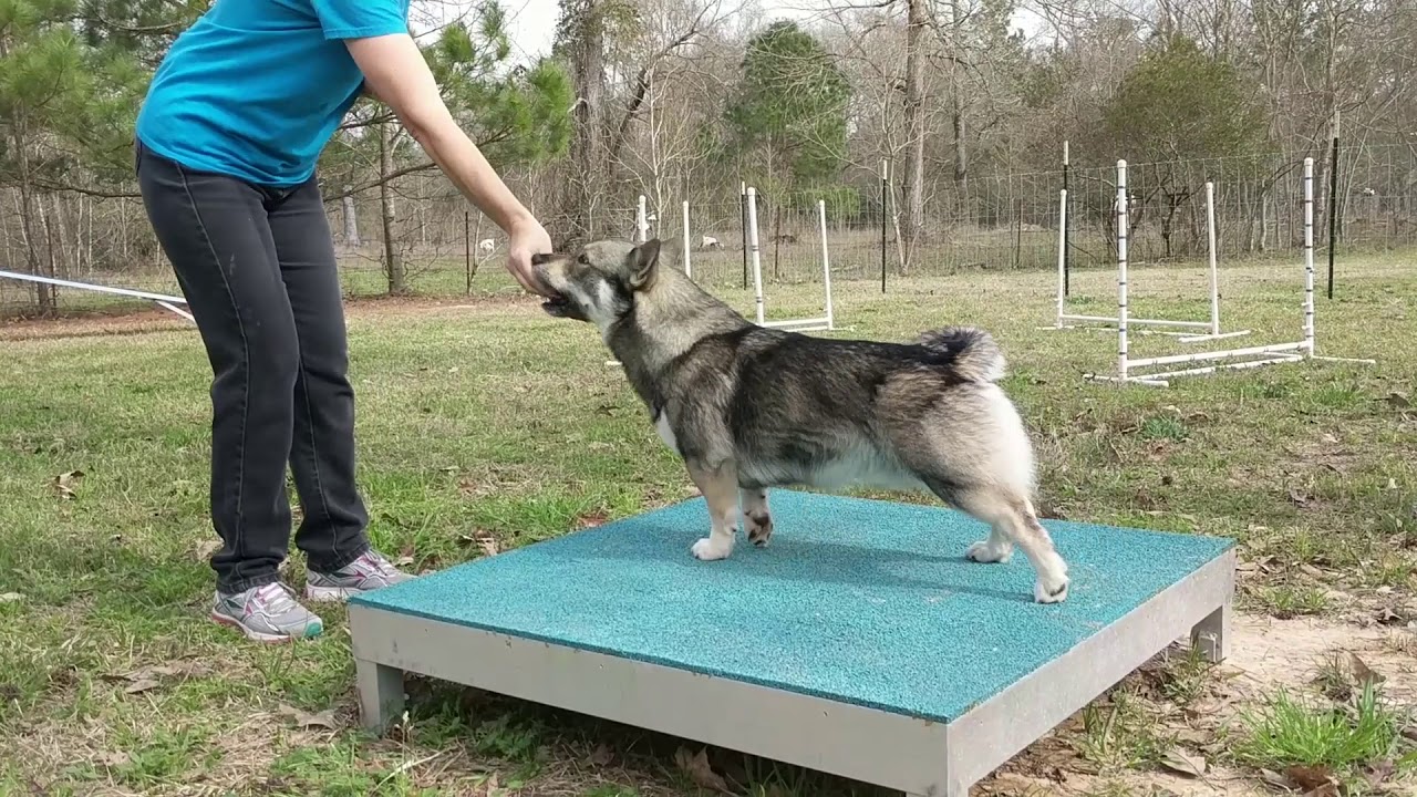 How to start agility training with a Swedish Vallhund.
