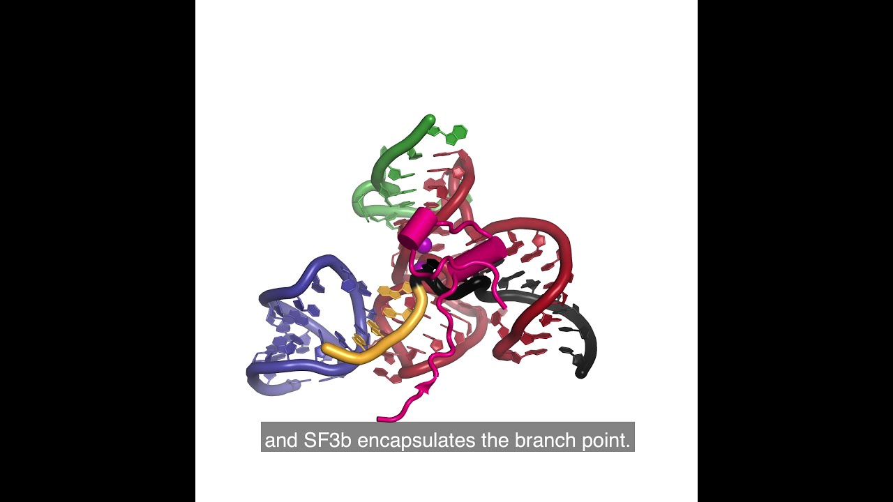 RNA Splicing by the Spliceosome: Supplemental Video 4 - Spliceosome activation