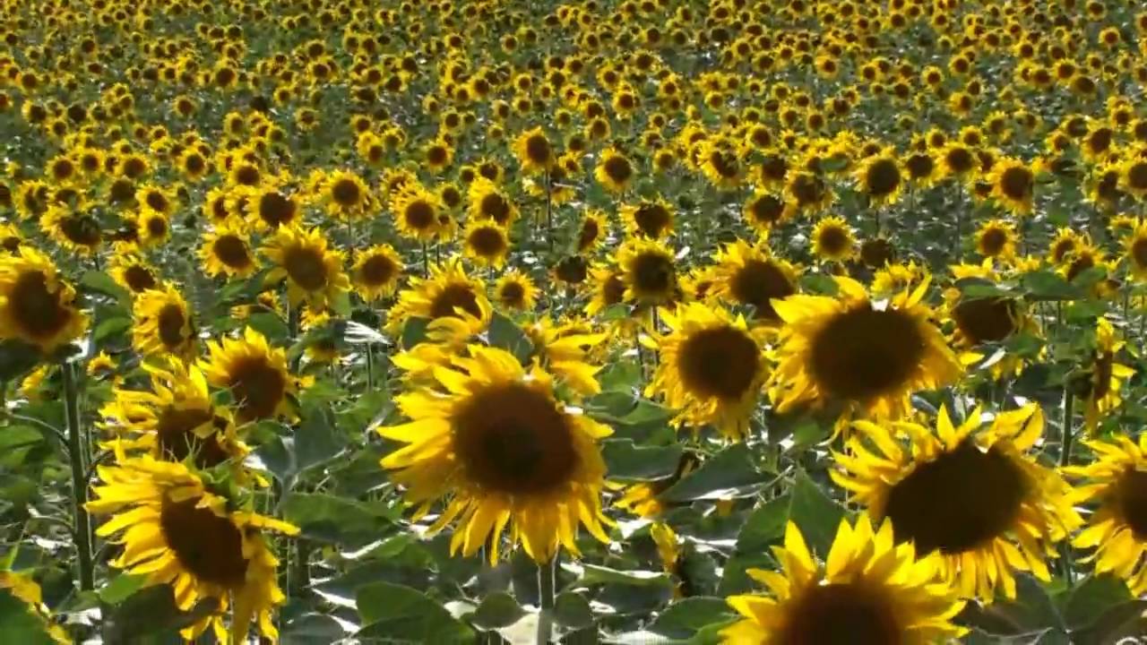 La danza de los girasoles