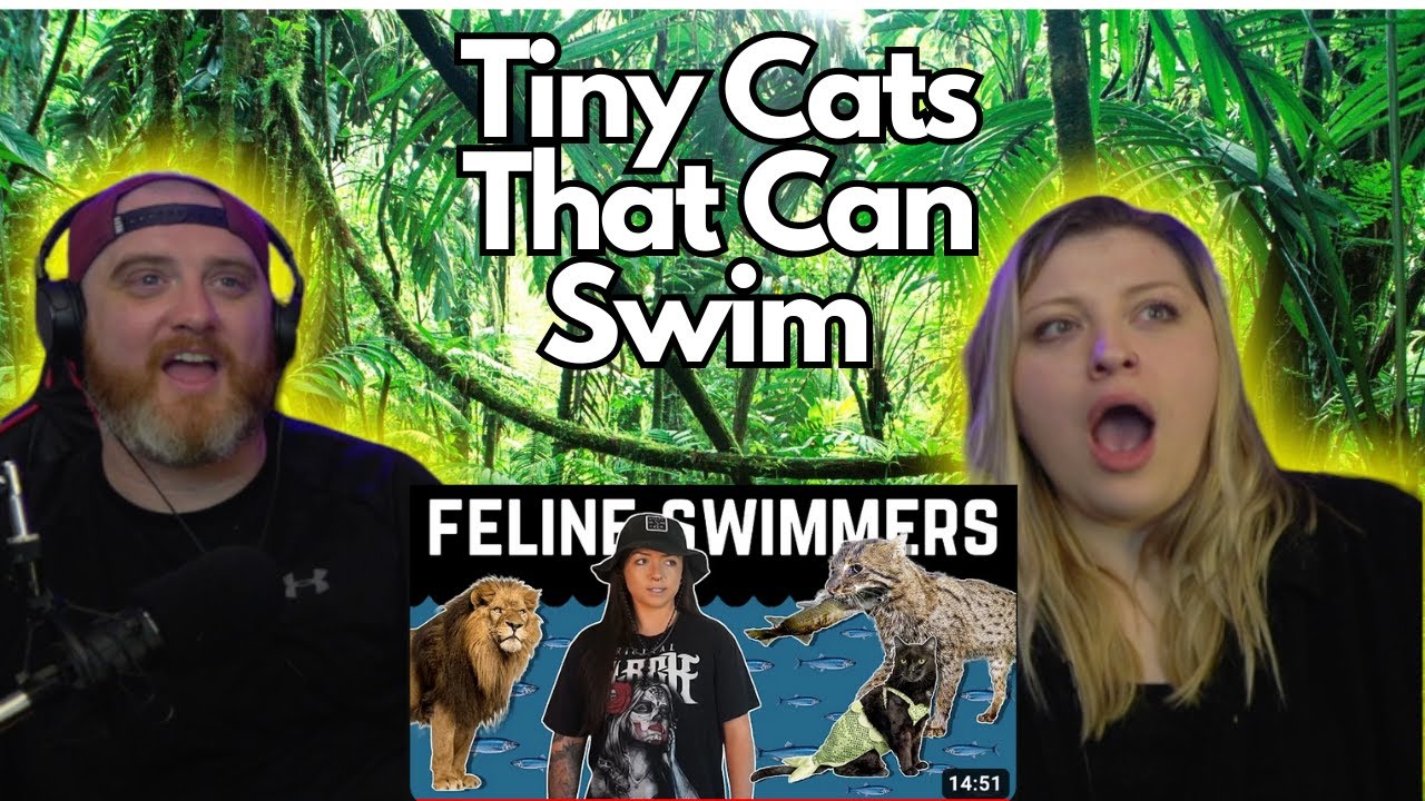 Tiny Cats That Can Swim @LindsayNikole | HatGuy & @gnarlynikki React