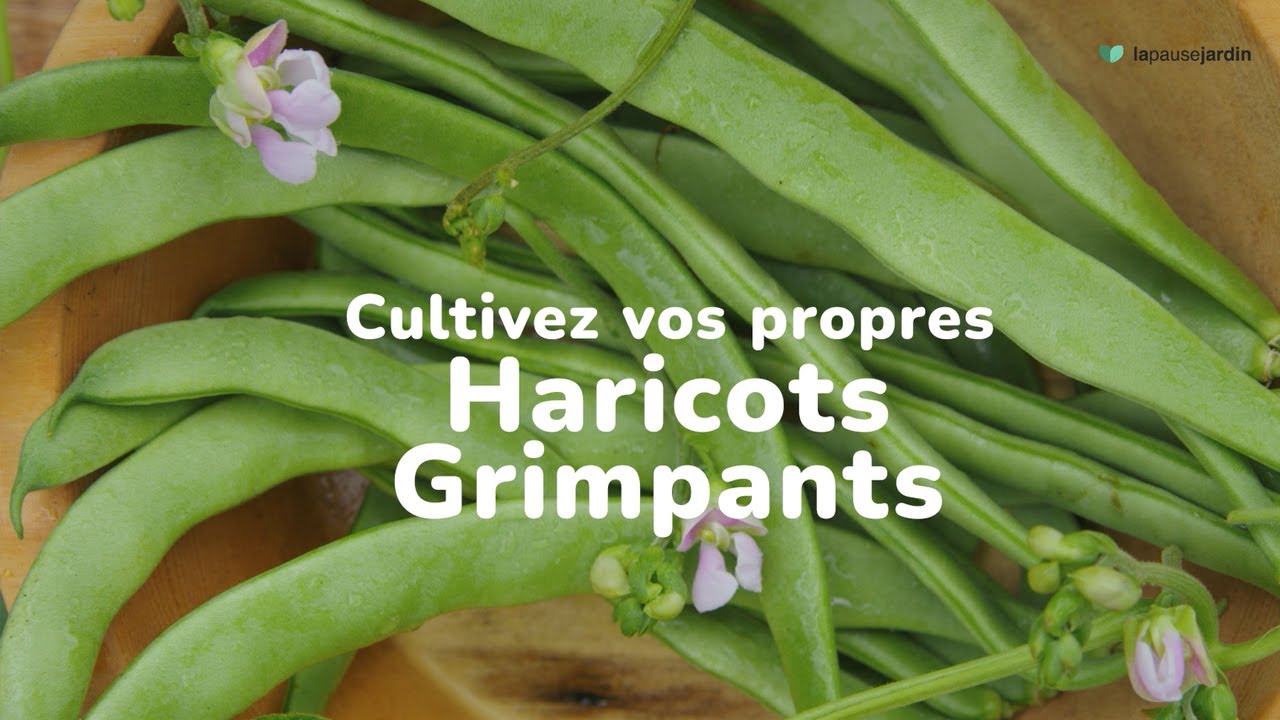 Cultivez vos propres haricots grimpants 🌿