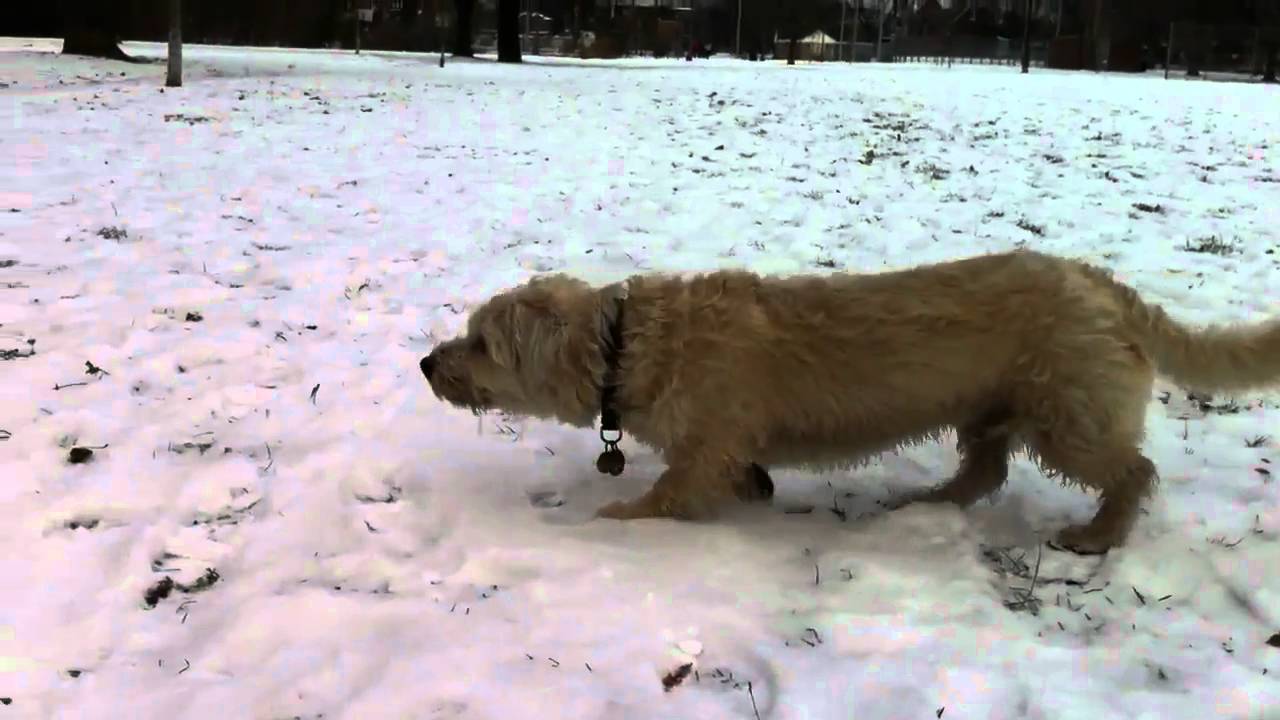 Dog stalks squirrel