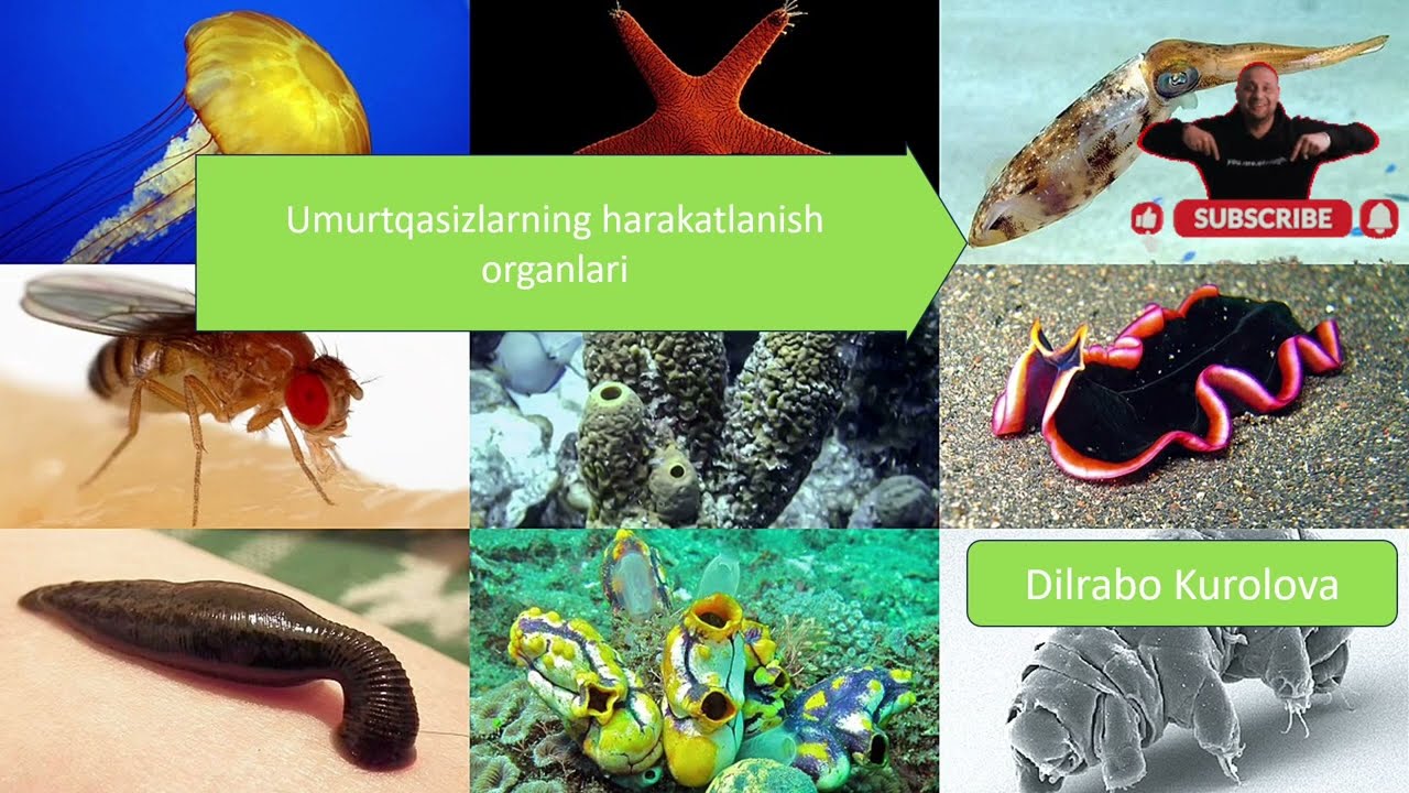 Umurtqasiz hayvonlarning harakatlanish organlari.7-9.3