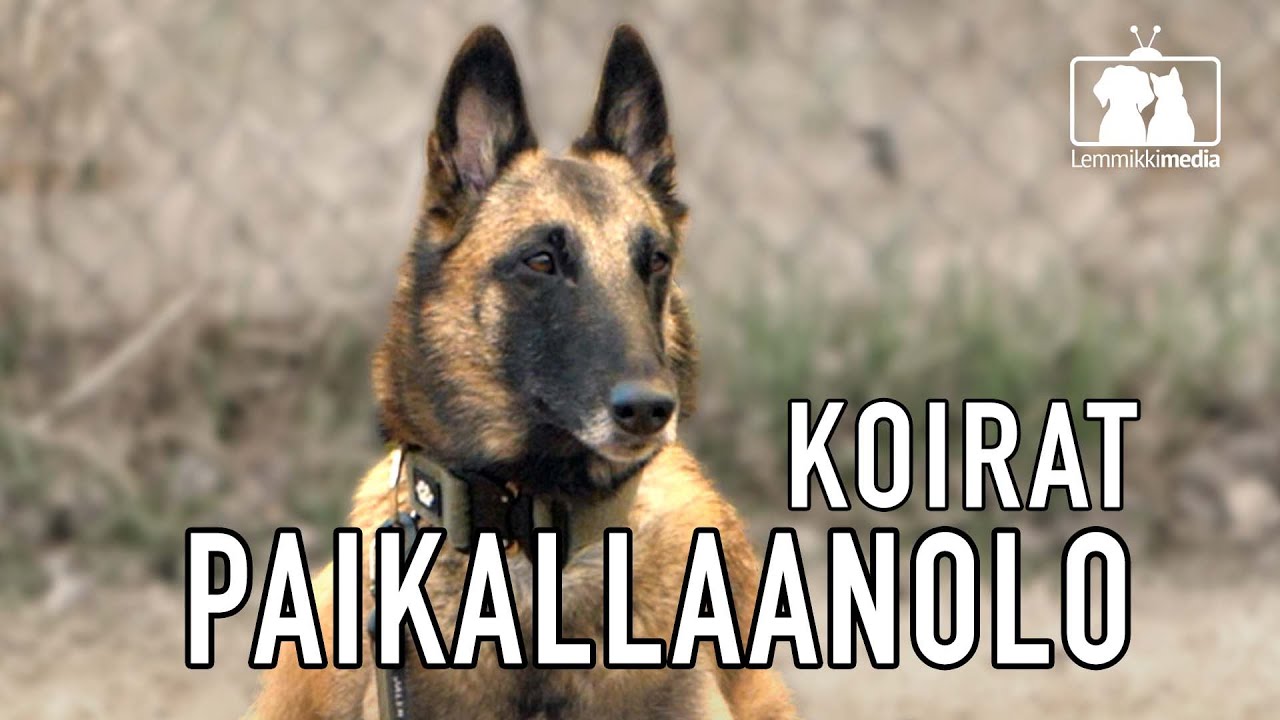 KOIRAT: Paikallaolo helpottaa arkea | ARJEN TUKITOIMINNOT