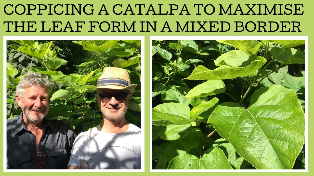 Coppicing a Golden Indian Bean tree to maximise it's brilliant golden foliage in a border.