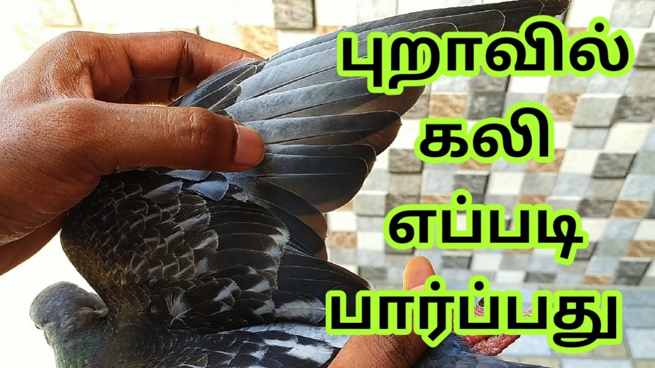 WHAT IS KALI IN PIGEON AND HOW TO COUNT IT?? - Tamil