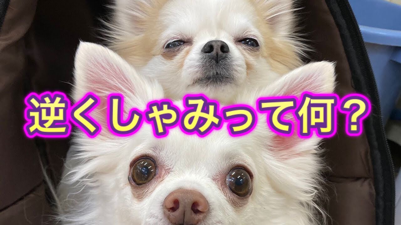 【犬の逆くしゃみ】見分け方と対処法。こんな症状がでたら逆くしゃみです。
