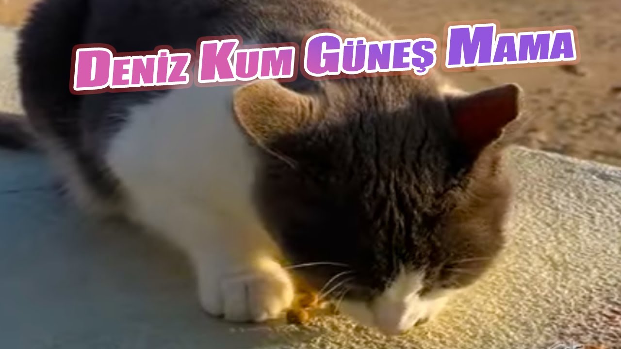 Deniz Kum G&uuml;neş Mama #shorts @CatsandGold