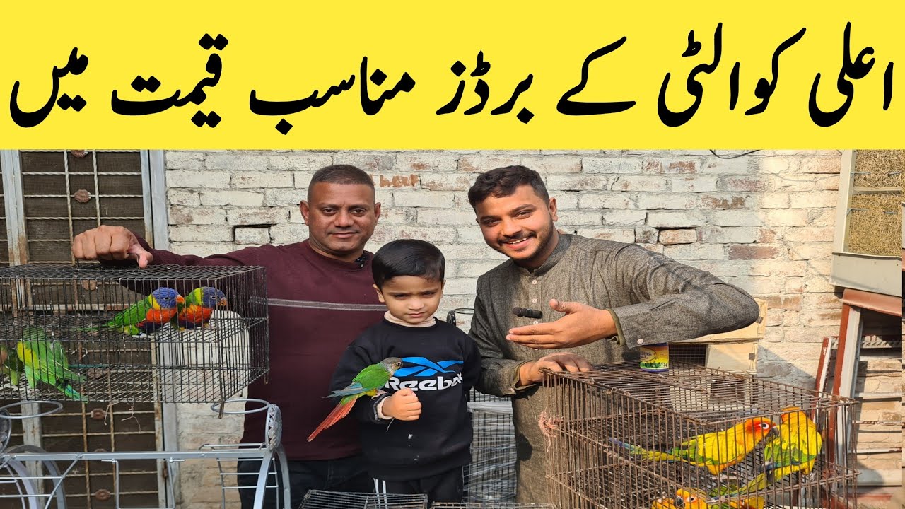 Again Quality  Birds Setup Visit. #pashabirdsvlogs #beautifulbirds #parrotbaby #talkingparrot 