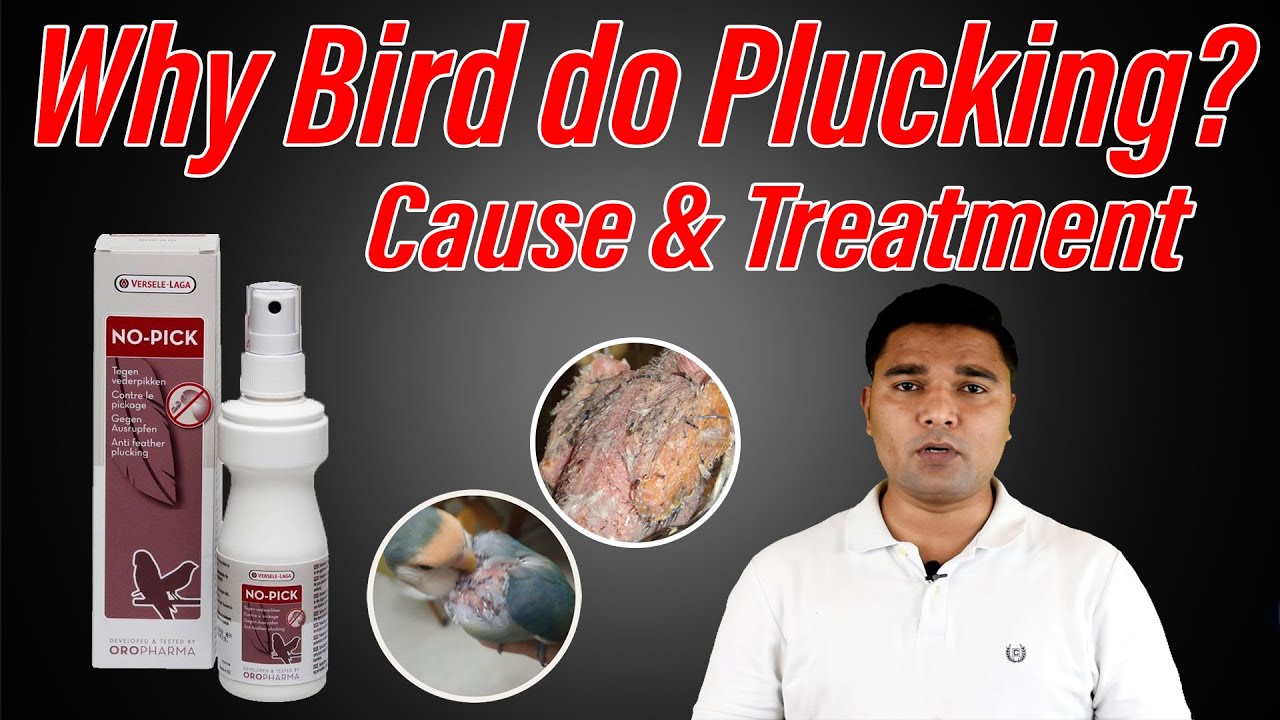 Why birds pluck their feather? Causes and Treatment | Adnan Rajpoot Official
