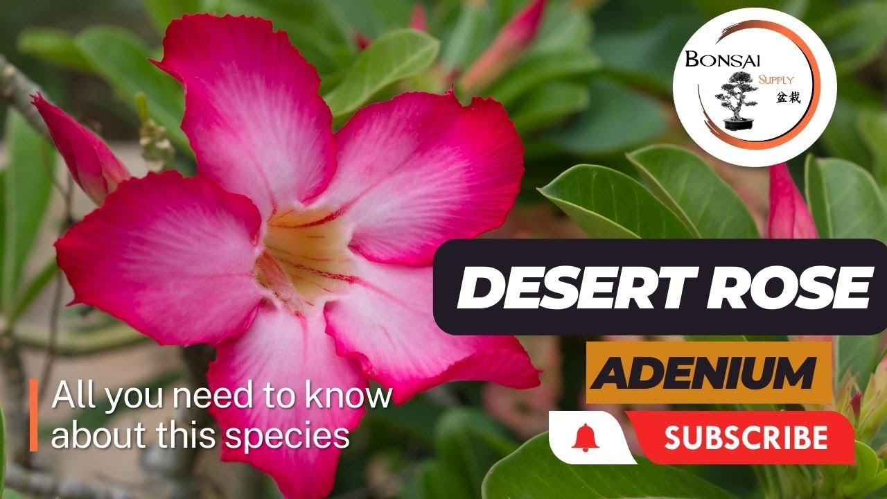 Guide to Desert Rose Bonsais: Species, Care, Propagation, and More | The Bonsai Supply