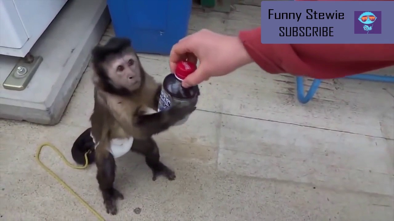 🌟🔷Funny Clever Animals Compilation🔷🌟 - Ultimate Funny Intelligent Animals