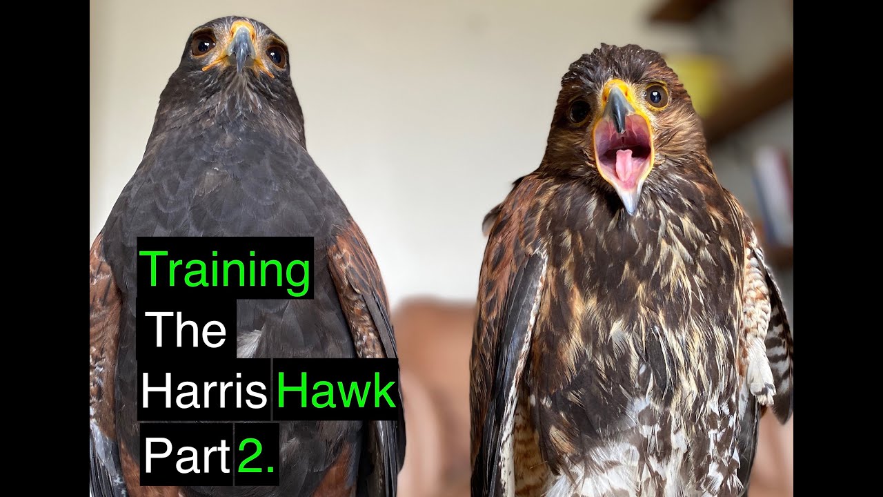 Training the harris hawks in a cast