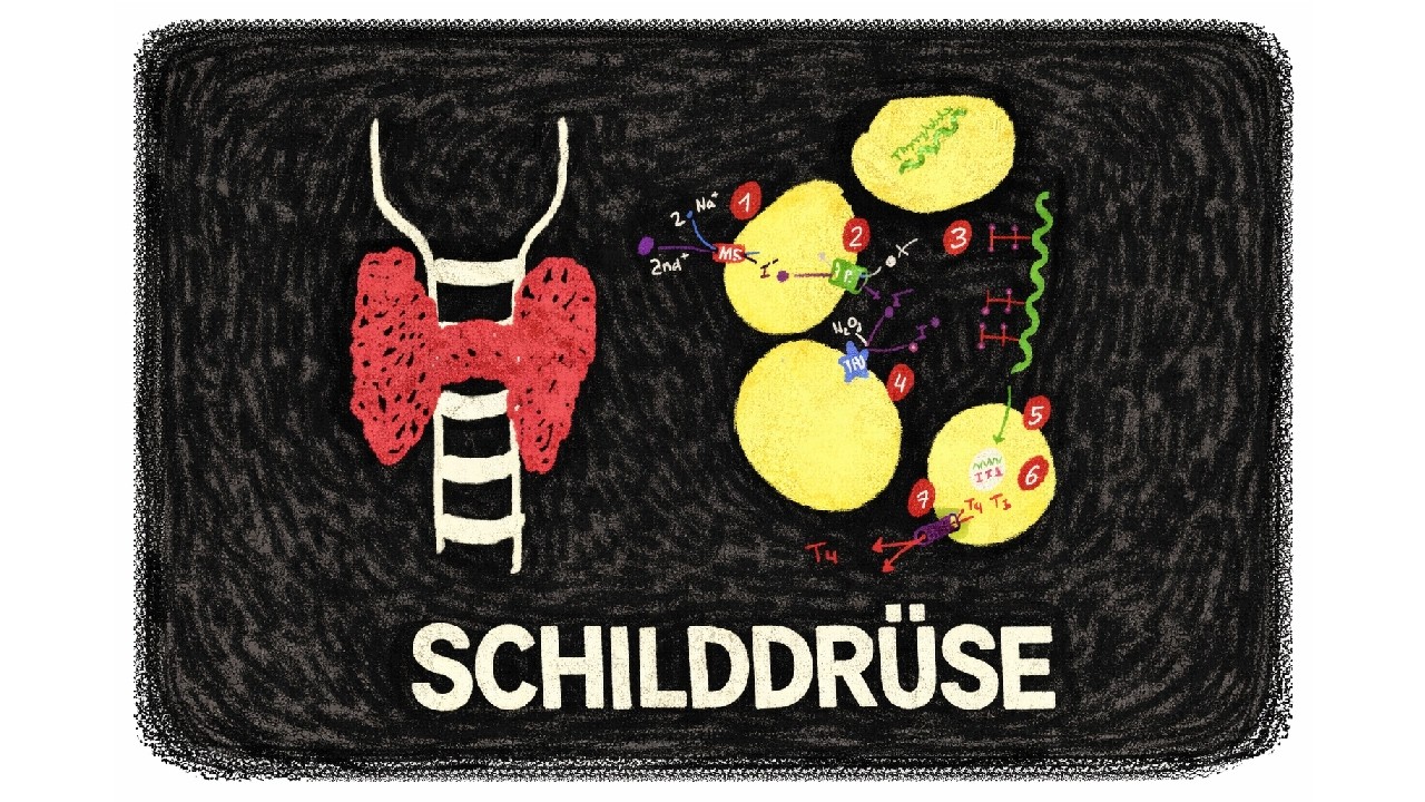 Schilddr&uuml;sen-Hormone (Synthese) einfach erkl&auml;rt
