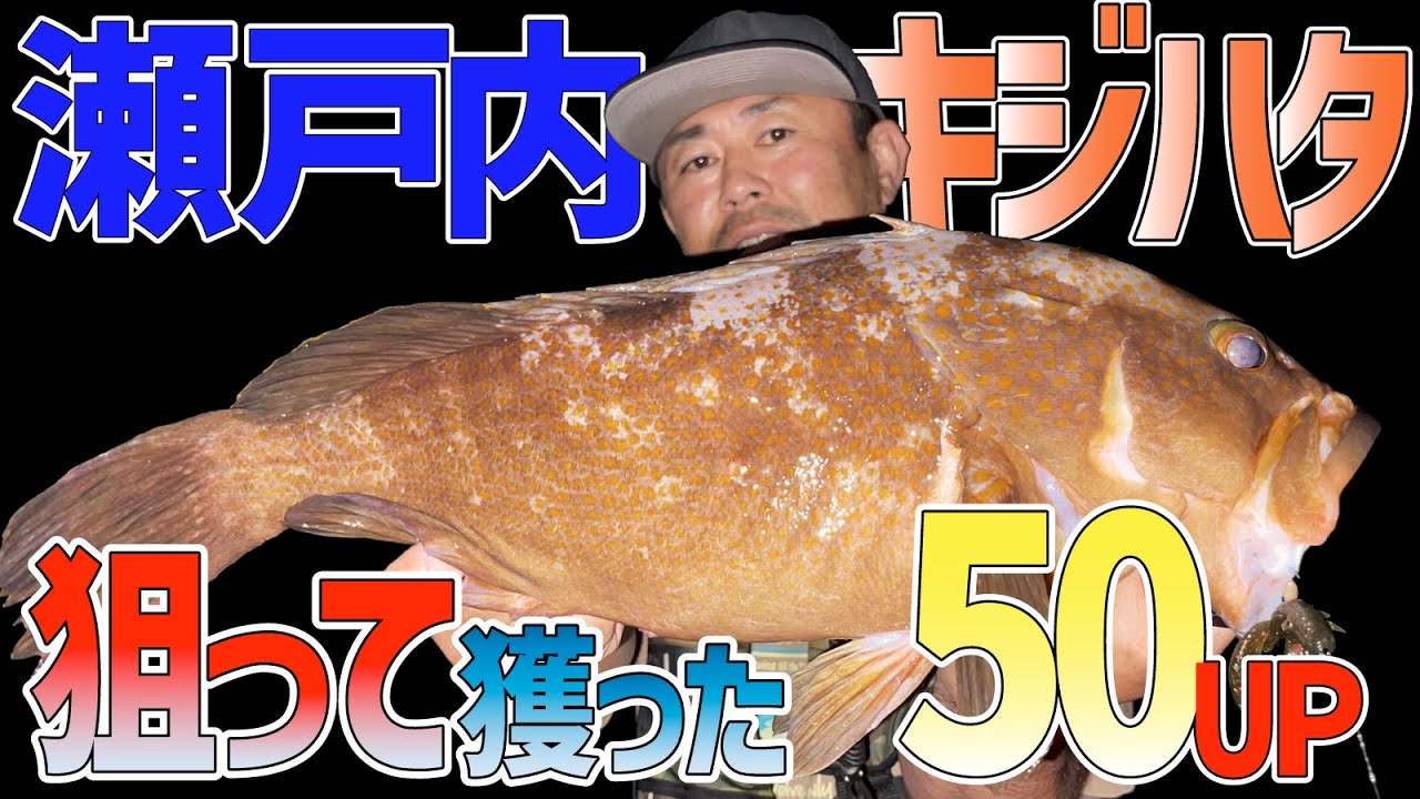 数もサイズも狙って獲る！産卵を意識しているキジハタ（アコウ）の攻略！