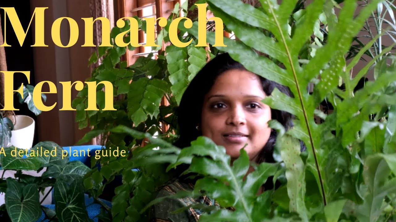 The Magnificent Monarch Fern !