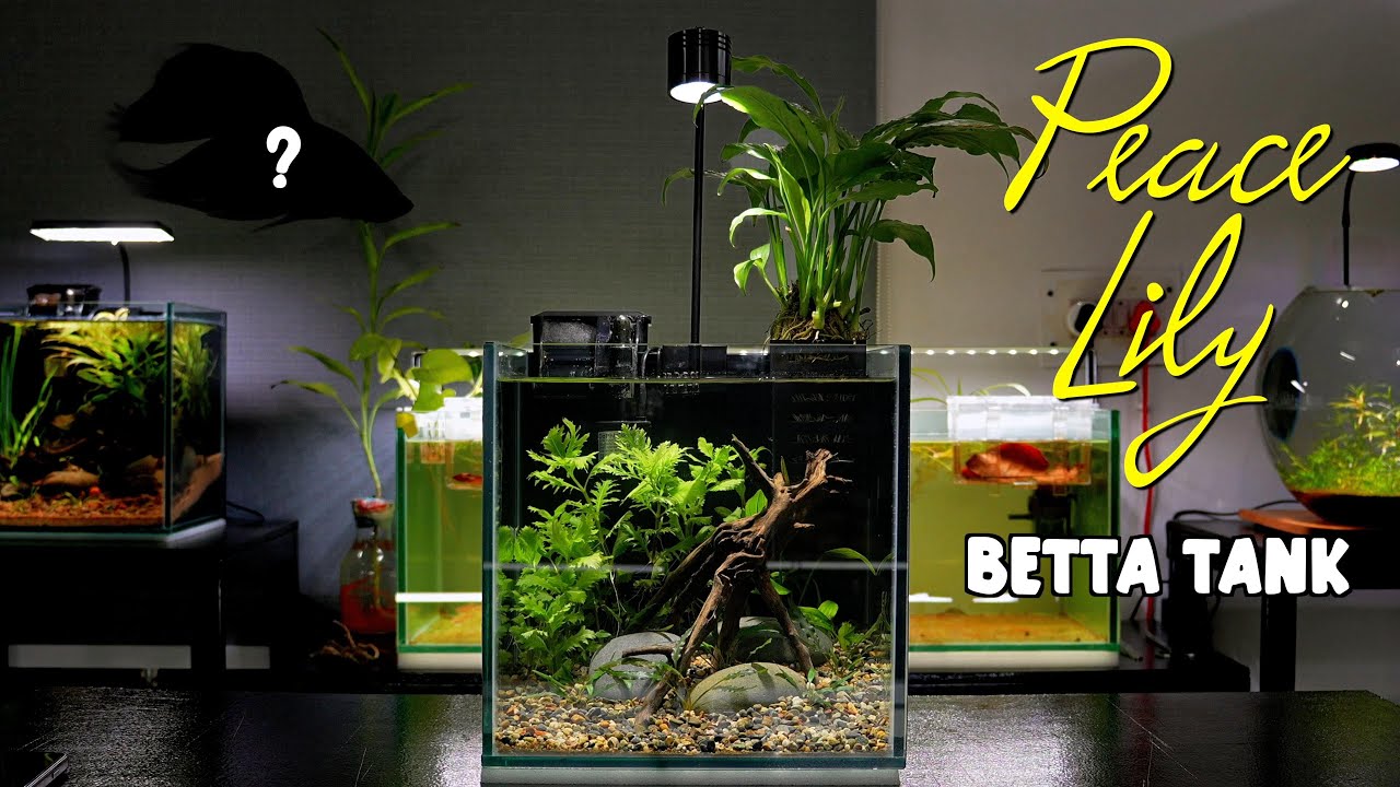 Peace Lily Betta Tank | Fish | Betta Tank #aquarium #fishtank #aquascapegallery #fish #bettafish