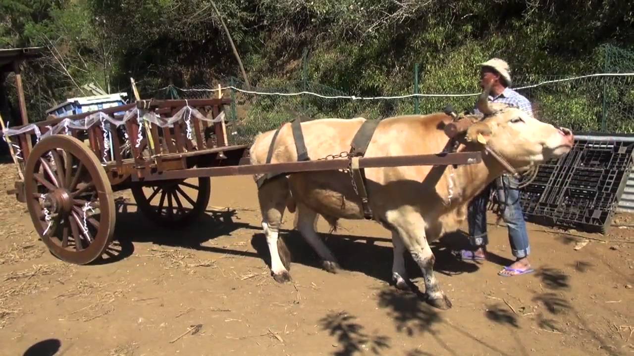 INFOS EN CONTINU : La Ferme Bellevue au Dos d'âne.