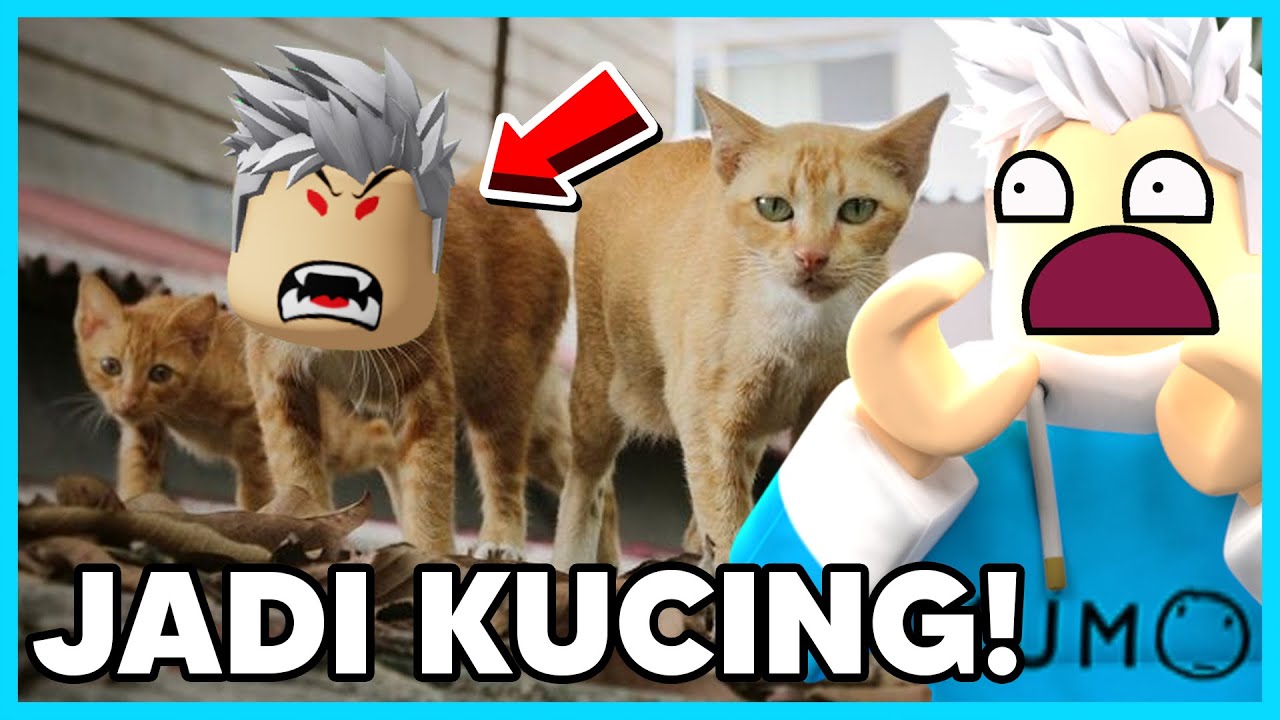 AKU HIDUP SEBAGAI KUCING OREN YANG RUSUH DAN GALAK! KUCING BARBAR DAN JAGOAN