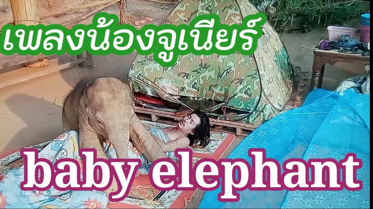 เพลง จูเนียร์ช้างน้อย Junior Baby Elephant โดยหนึ่ง วิไลลักษณ์  (ศิลปินเพื่อถิ่นช้าง)