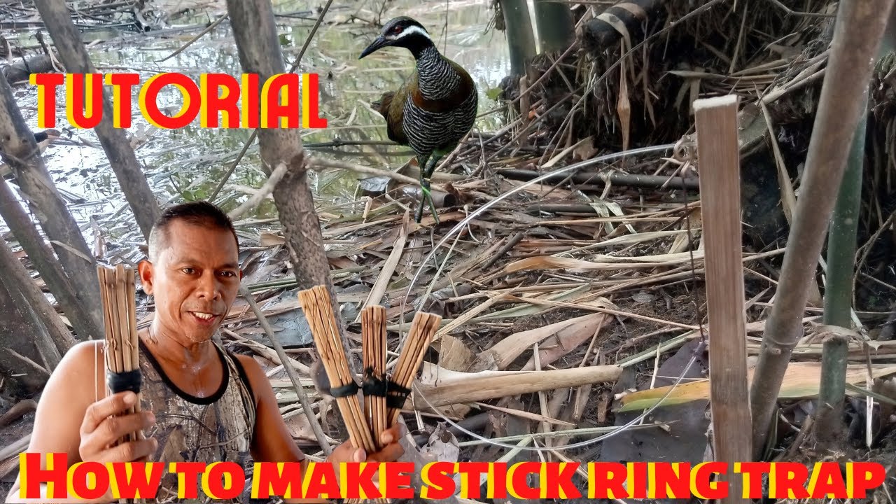 How To Make Stick Ring Trap? Tikling & Wilduck Trap/ Tutorial & Catch Tikling Hunting Part 3