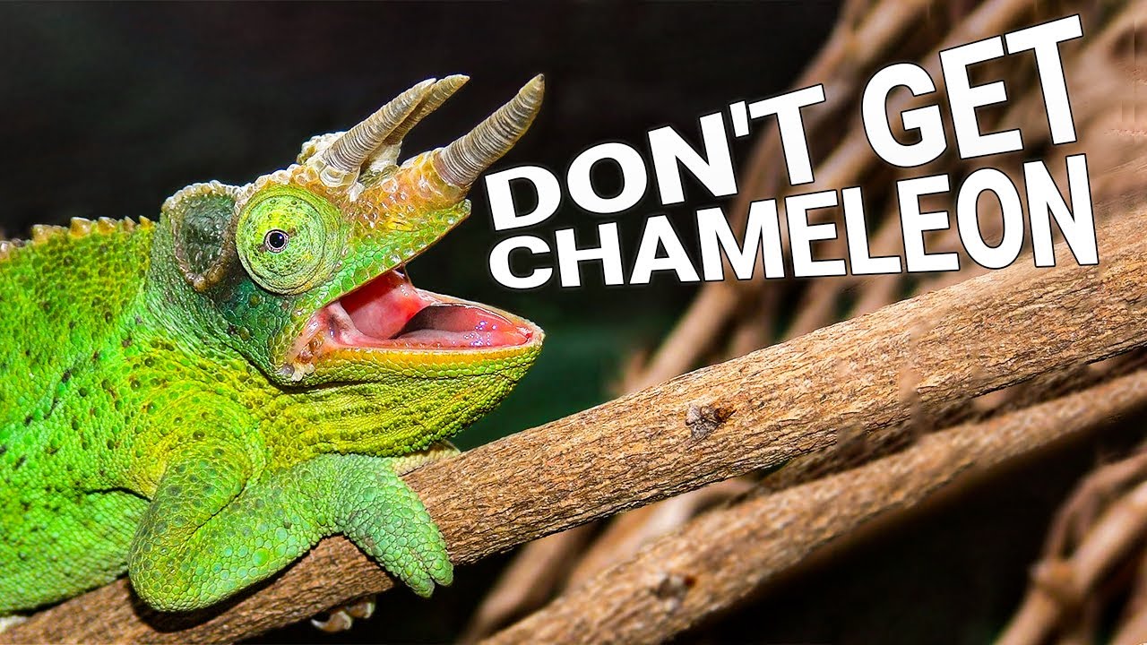 Don't Get Chameleon Until You Watch This! | Reasons Not To Get a Chameleon