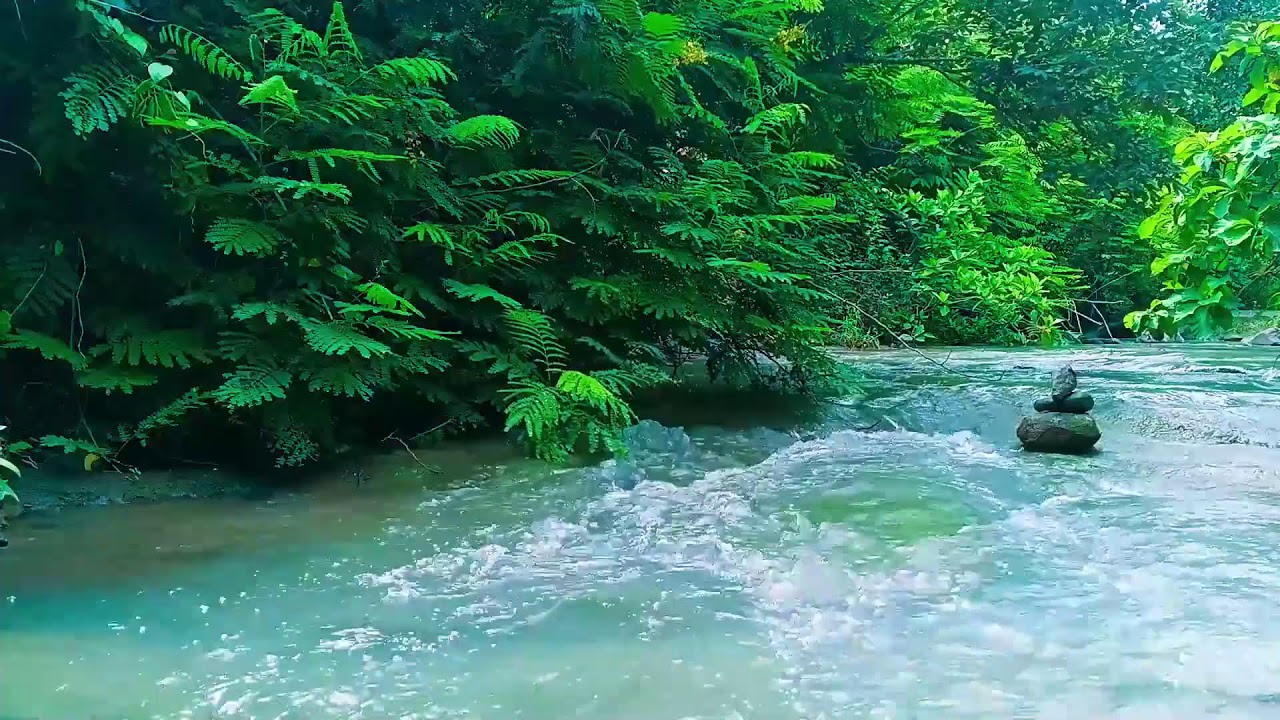 Nature Sounds for Sleeping No Ads 💧 Natural Forest Stream Ambience