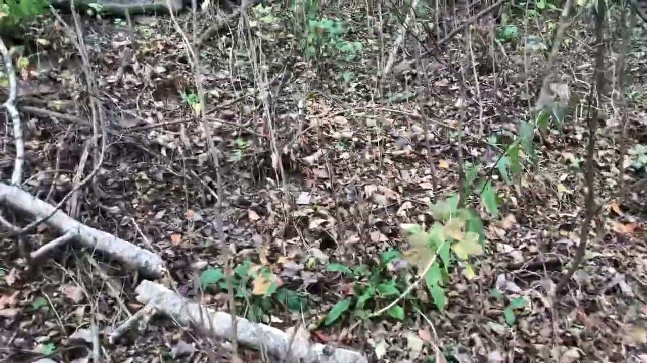 One of my favorite Coyote dens, western Jefferson county, Wisconsin￼