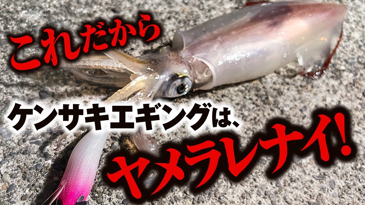 【ツツイカエギング】良型ケンサキイカの群れを捉えた！一瞬の時合に連発！