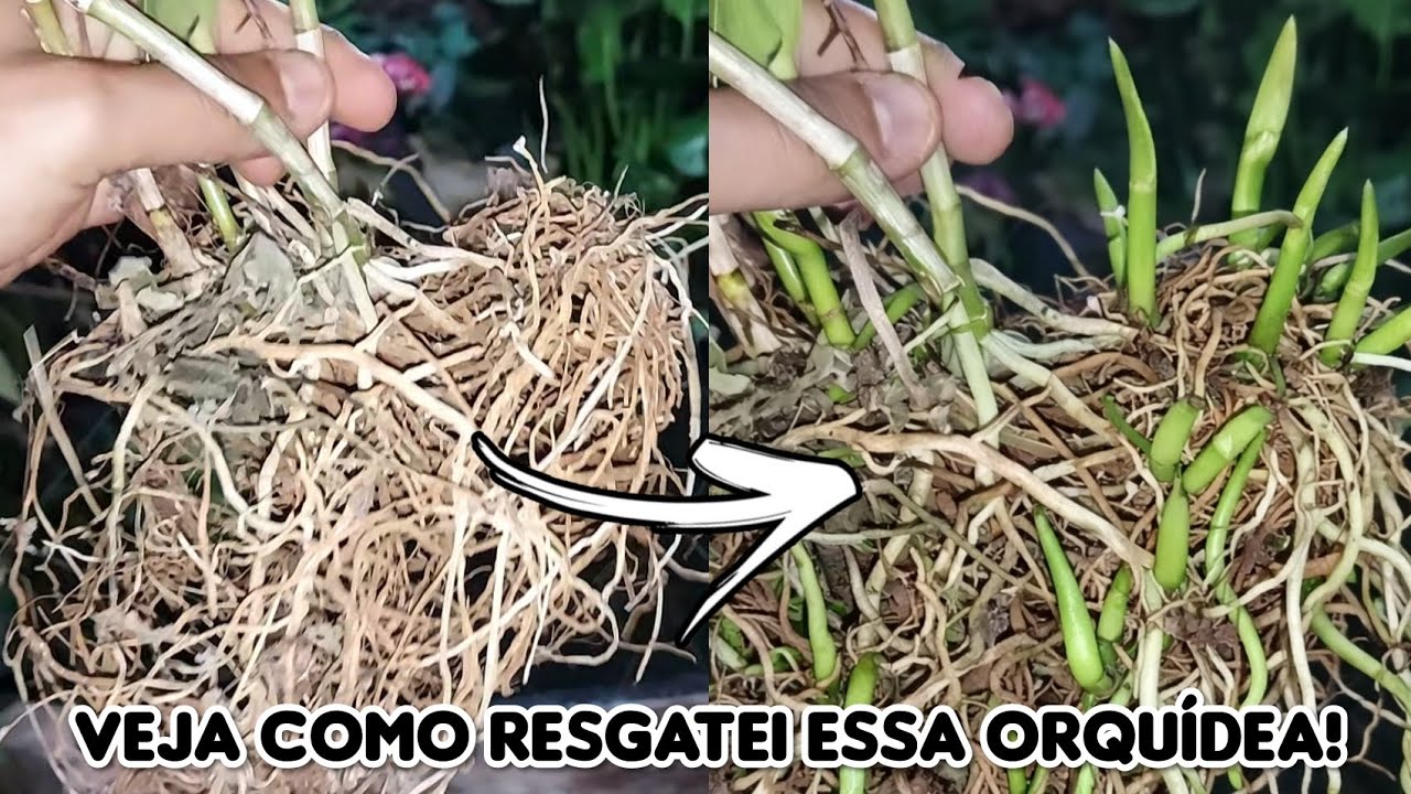 ACHEI essa ORQUÍDEA na RUA, VEJA como SALVEI ela!!!