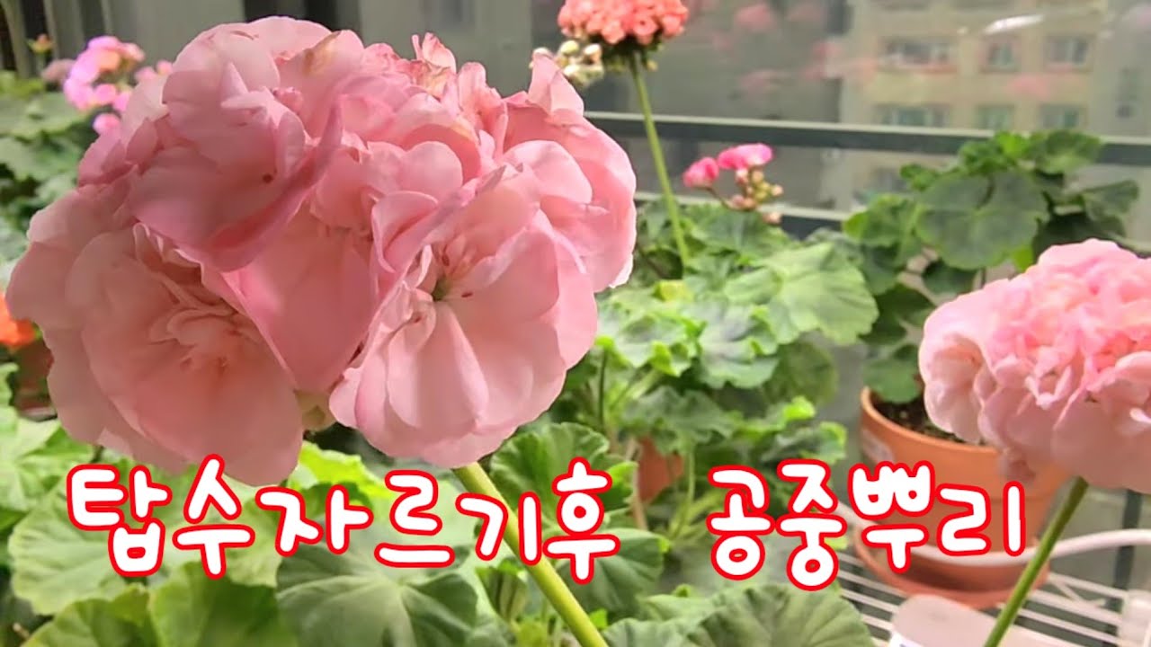 탑수자르기,순따기,후의모습