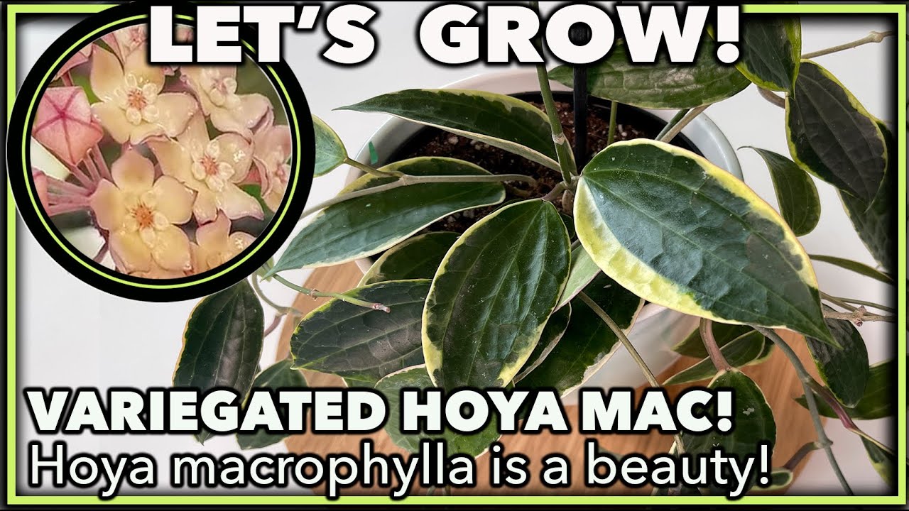 VARIEGATED HOYA MAC