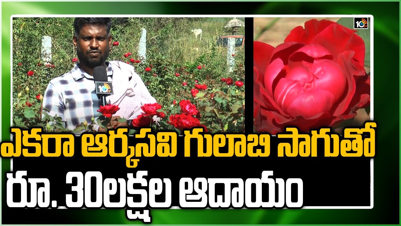 ఎకరా ఆర్కసవి గులాబి సాగుతో రూ. 30 లక్షల ఆదాయం| Huge Profits With Rose Farming | Matti Manishi | 10TV