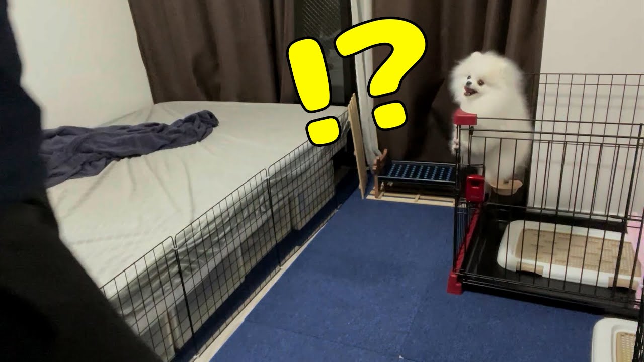 就寝前ポメラニアンの困った行動
