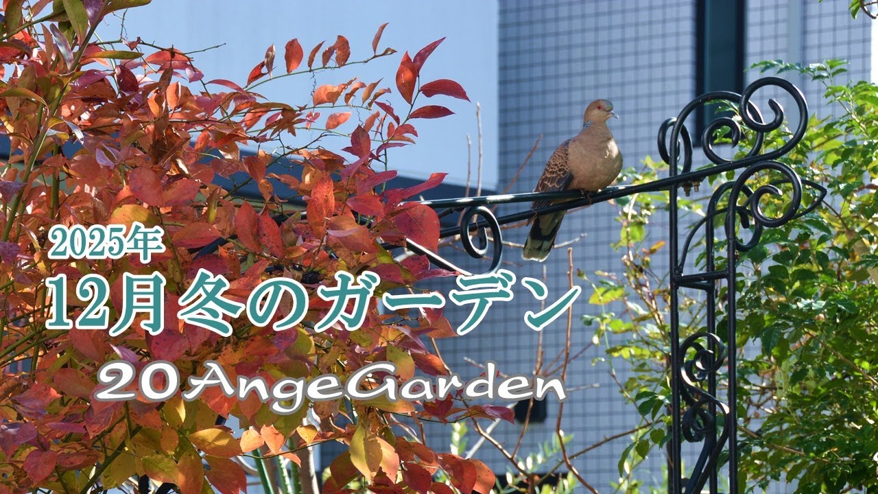 20AngeGarden ｜ガーデンツアー2025年12月