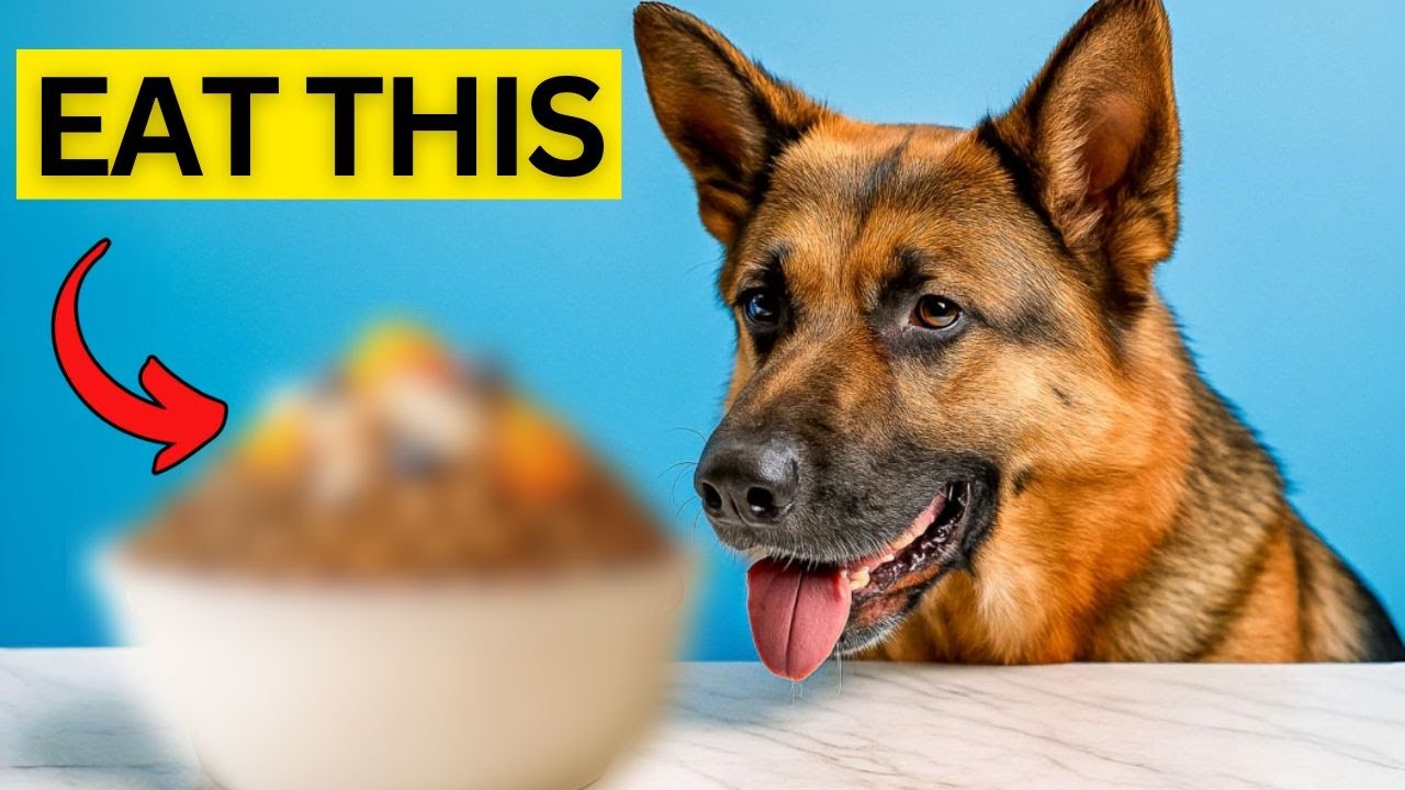 What German Shepherds Can Eat and Toxic Foods Avoid (Over 34 Safe Fruits, Veggies, Nuts and Dairy)