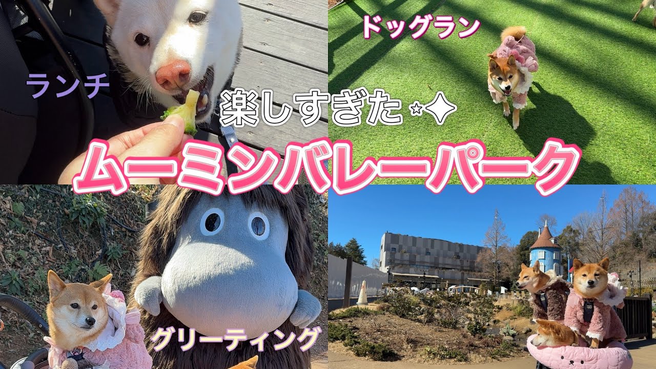 #21 【犬とお出かけ】🐕柴犬たちと行く冬のムーミンバレーパーク⛄️❄️