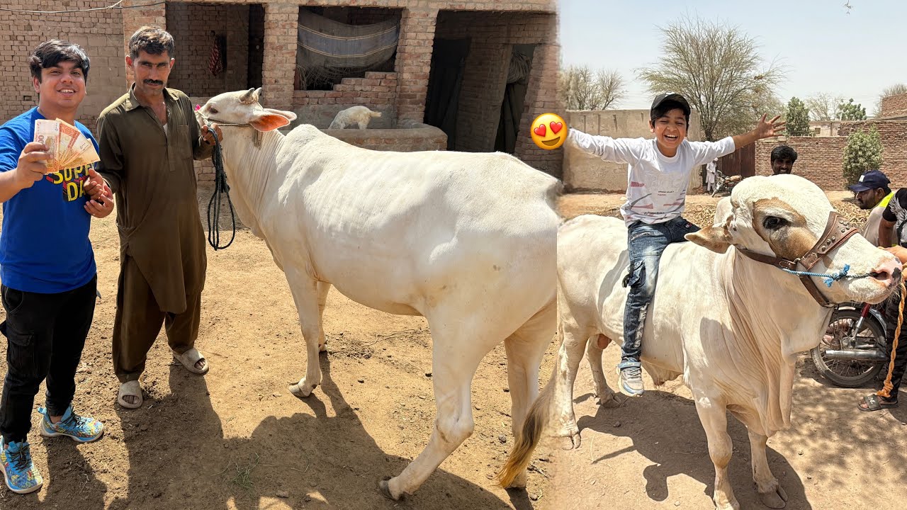 Alhumdullilah Qurbani Ka janwr Ly Lea 😍 Talli Ki Zid Pr 🤣
