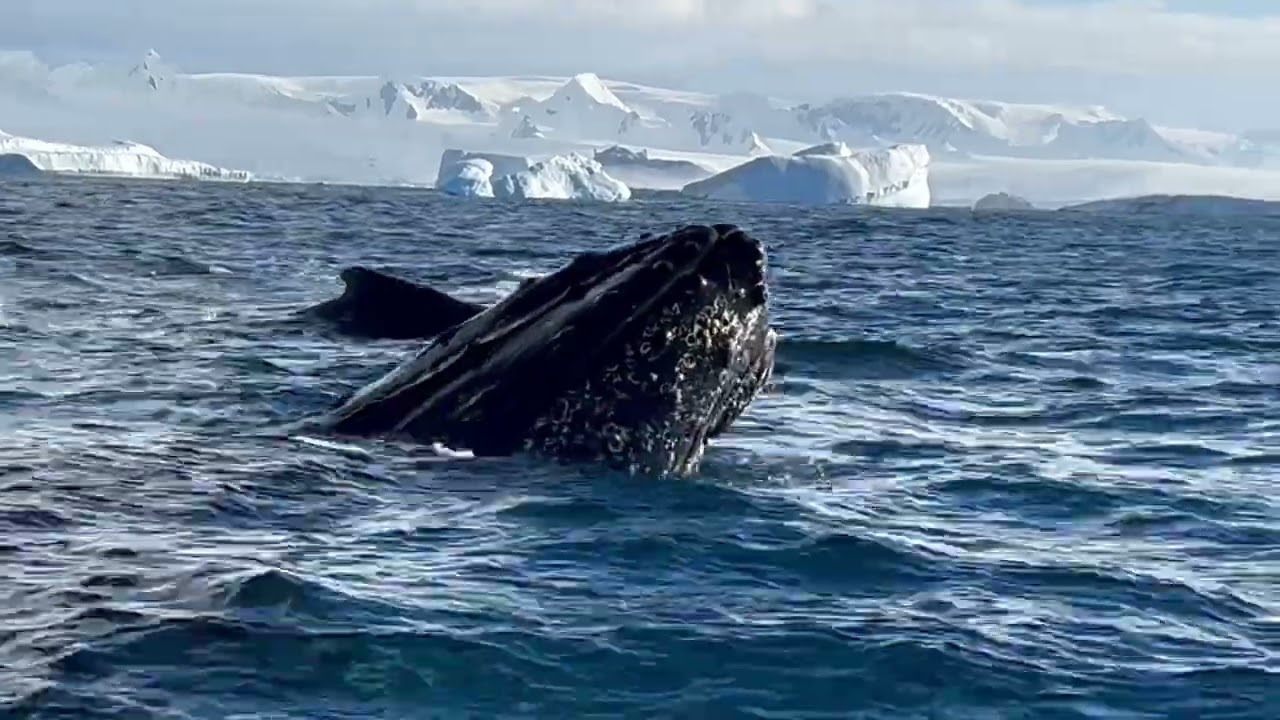 Whales near Duroch Island, Antarctica
